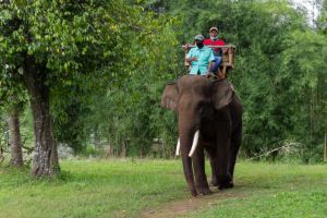 Elephant Trekking Tour